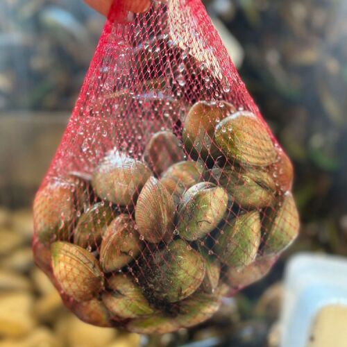 Clams